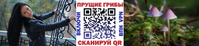 Галлюциногенные грибы Cubensis  дарнет шоп  Чадан 